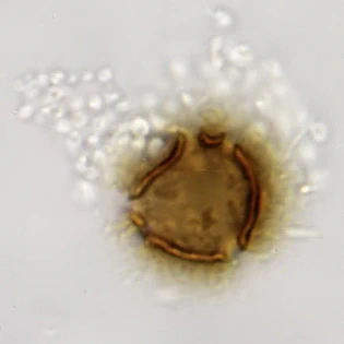 Microcometes paludosa