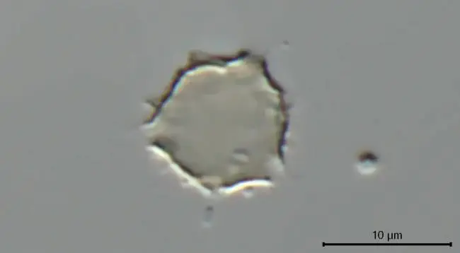 Microcometes paludosa