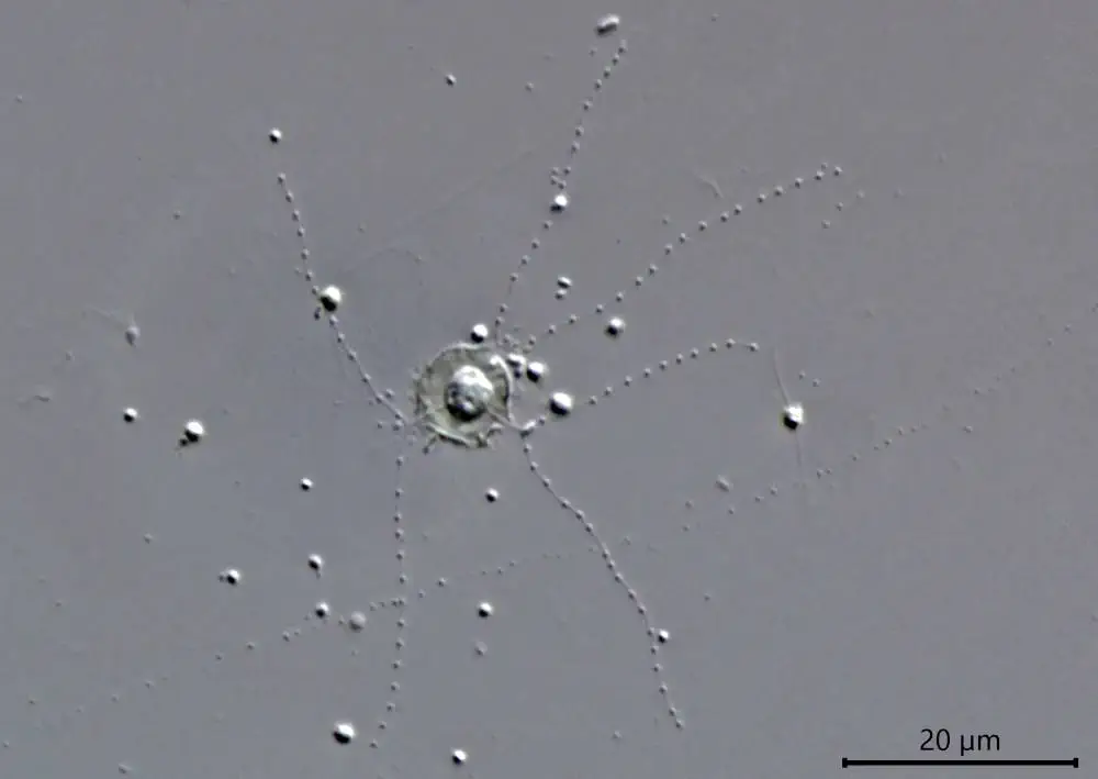 Microcometes paludosa