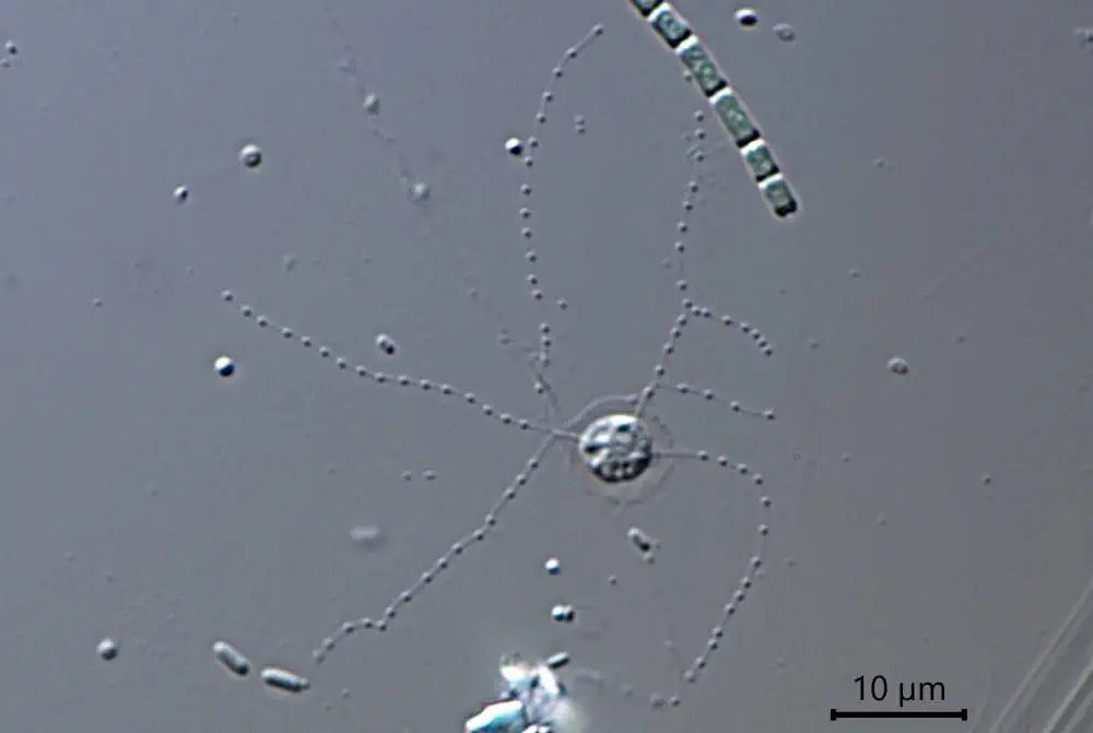 Microcometes paludosa