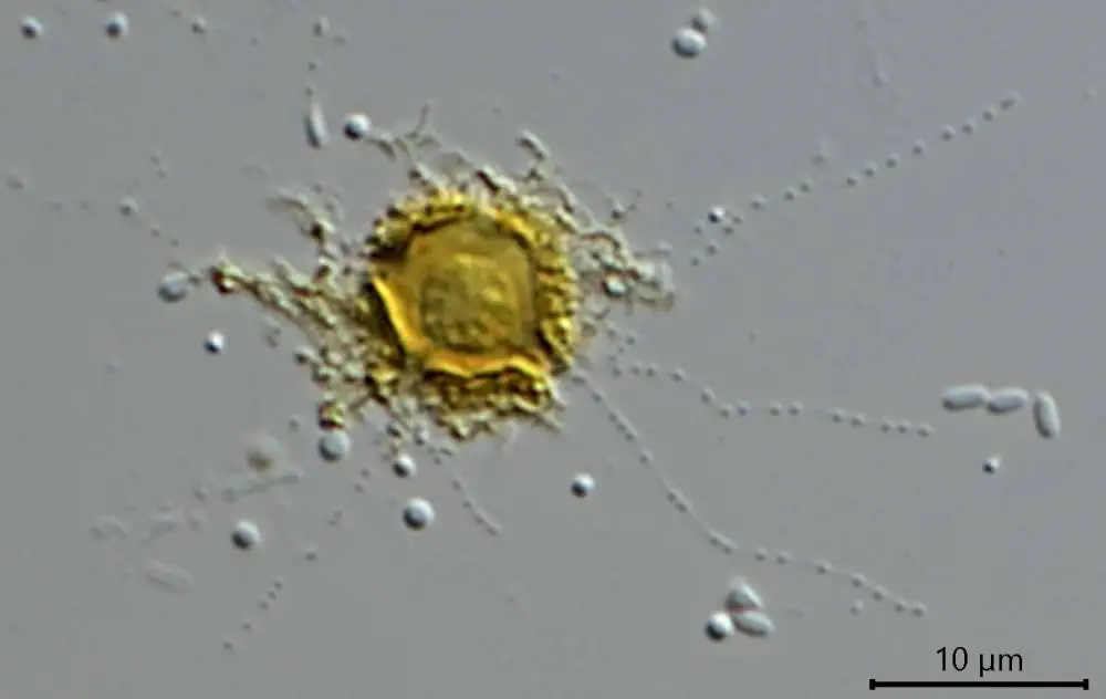 Microcometes paludosa