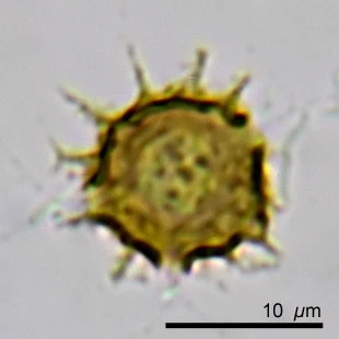 Microcometes aculeata - Ferry Siemensma