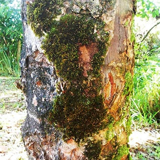 Microcorycia aculeata