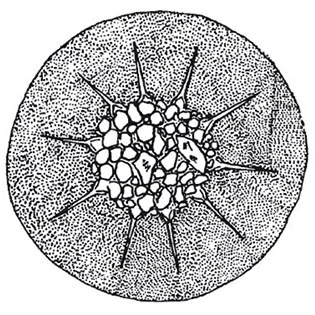 Microcorycia bartosi