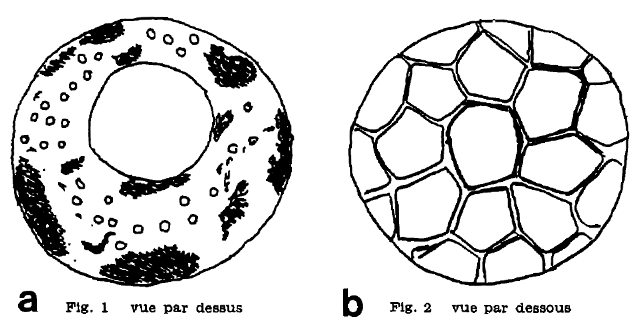 Microcorycia bryophila