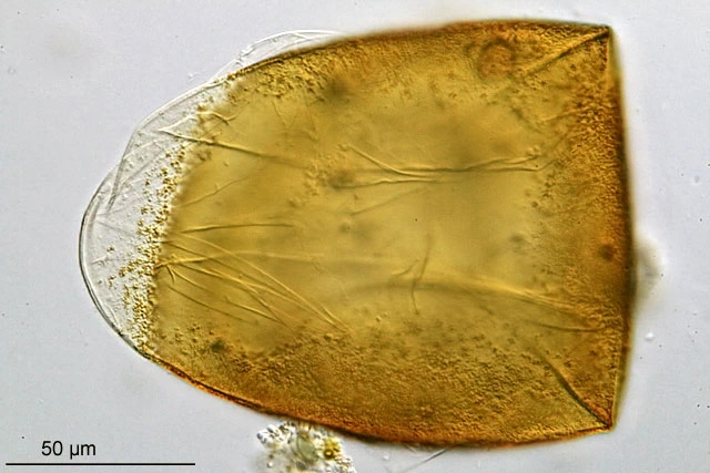 Microcorycia flava