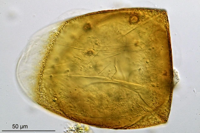 Microcorycia flava