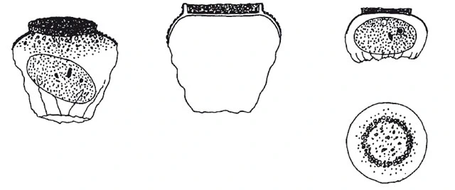 Microcorycia penardi