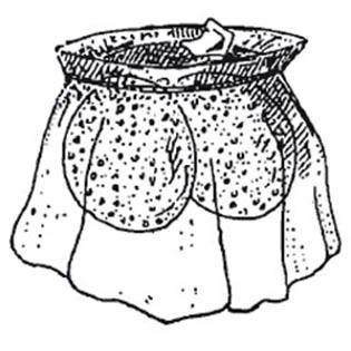 Microcorycia penardi