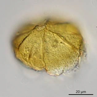 Microcorycia fysalis