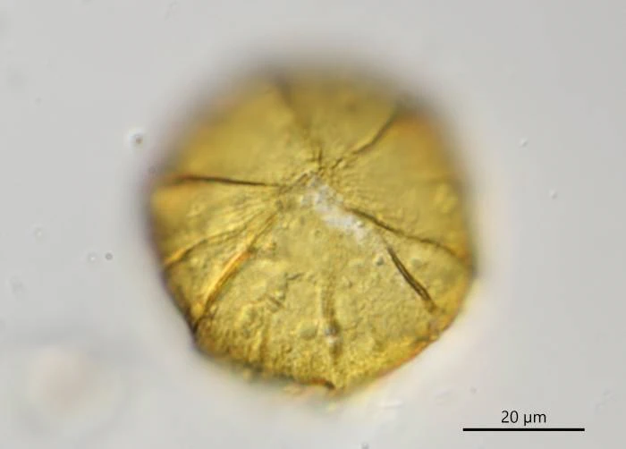 Microcorycia fysalis