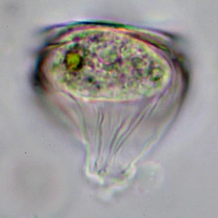Microcorycia radiata