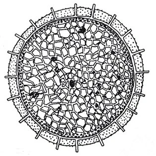 Microcorycia spiculata