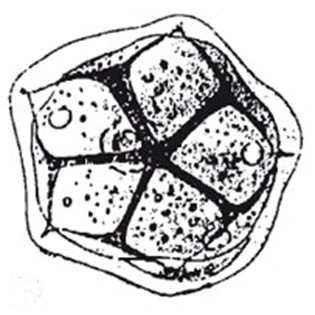 Microcorycia tessellata