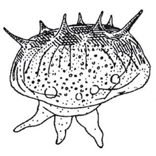 Microcoryica aculeata