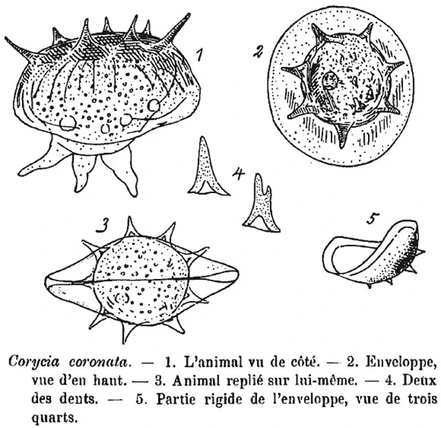 Microcorycia aculeata