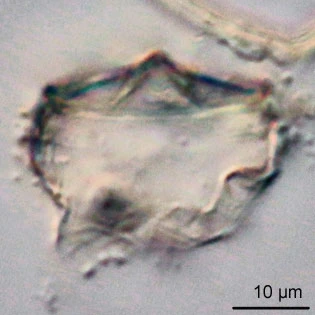 Microcorycia radiata