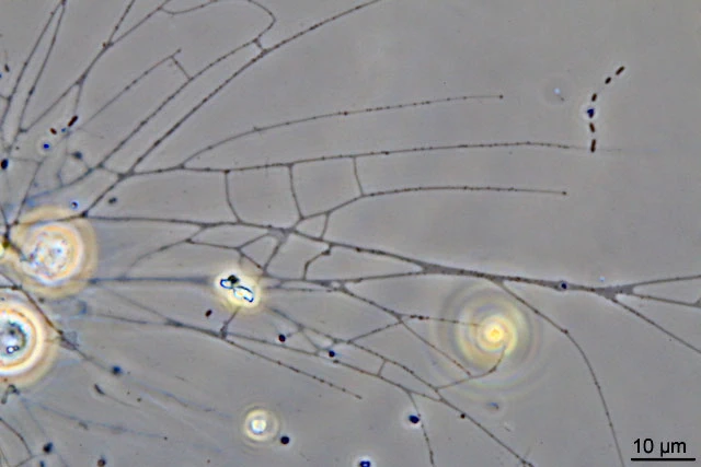 Microgromia socialis