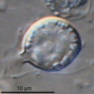 Microgromia socialis