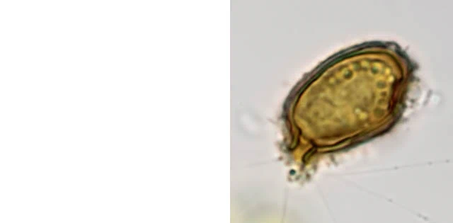 Microgromia