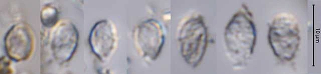 Micropyxidiella