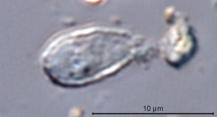 Micropyxidiella