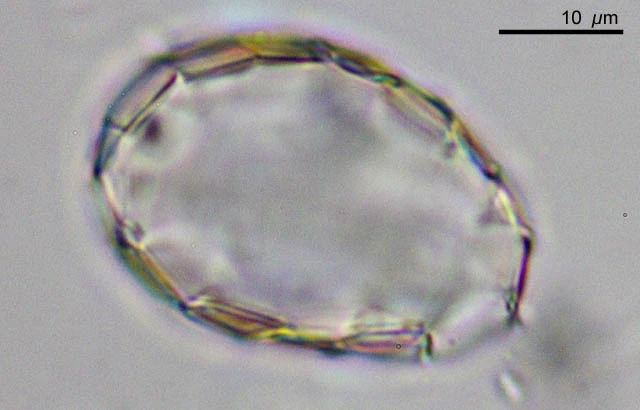 Microquadrula spec.