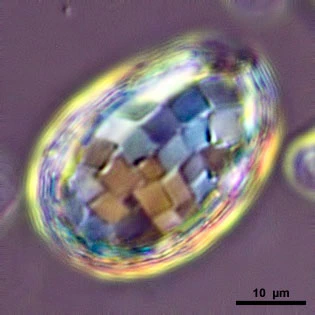 Microquadrula spec.