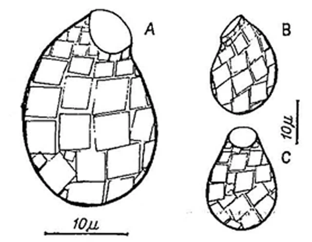 Microquadrula musciphila