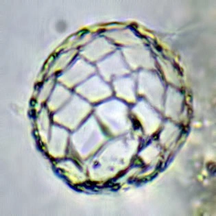 Microquadrula spec.