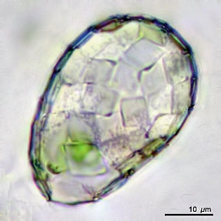 Microquadrula spec.