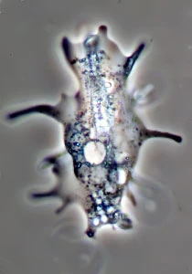 Dactylopodial morphotype