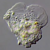 Flabellate morphotype