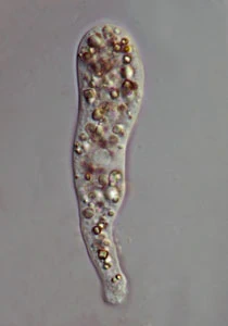 Morphotype monotactic