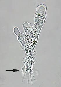 Monotactic amoeba