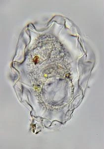 Rugose morphotype Thecamoeba