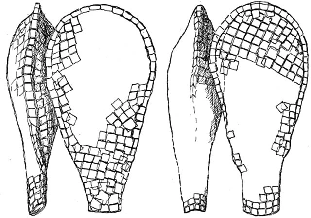 Mrabella subcarinata Gauthier-Lievre