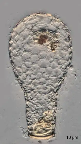 Padaungiella lageniformis