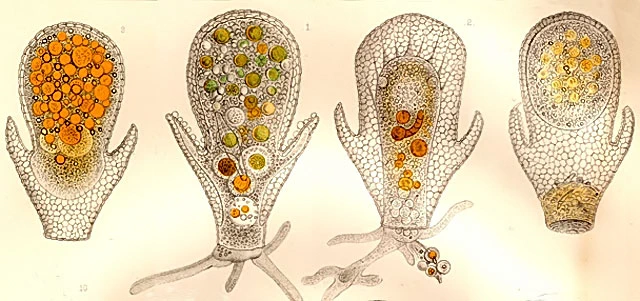 Nebela ansata