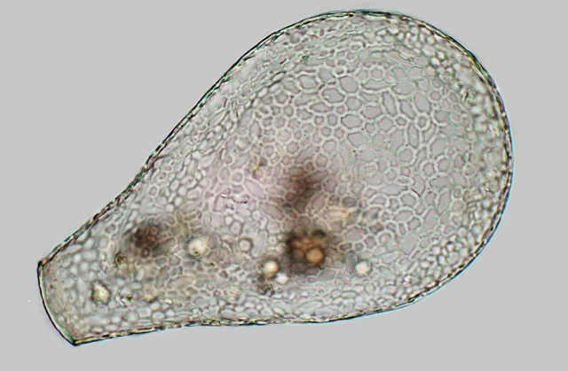 Nebela galeata