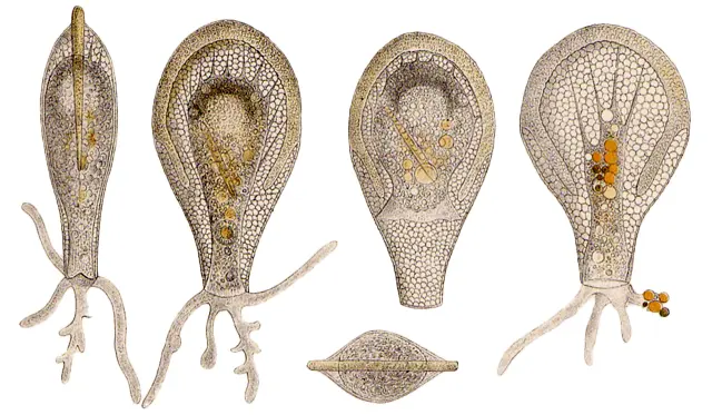 Nebela hippocrepis Leidy