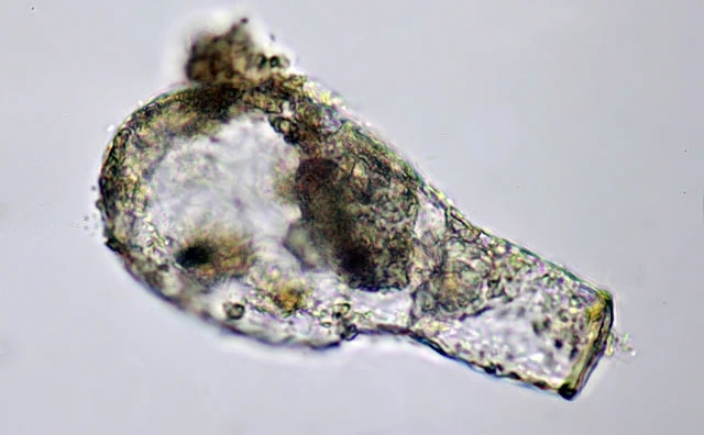 Padaungiella lageniformis