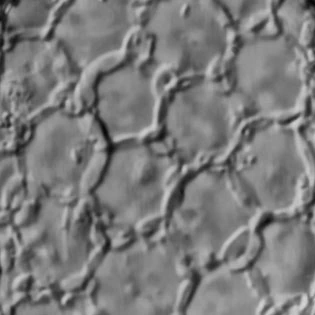 Padaungiella lageniformis