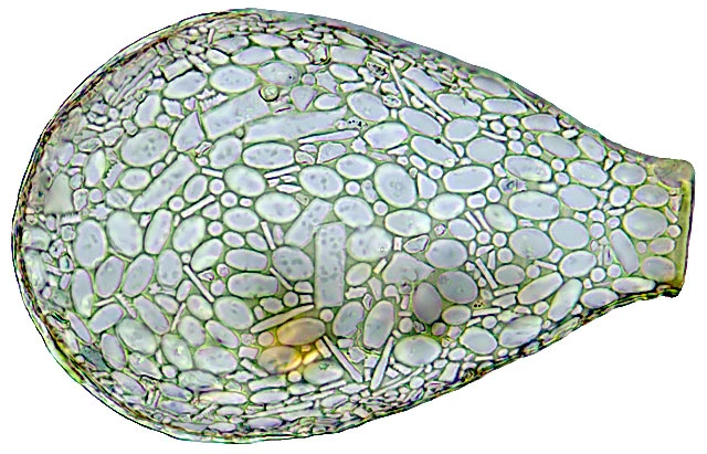 Planocarina marginata