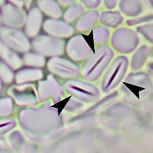 Planocarina marginata