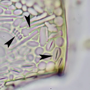 Planocarina marginata