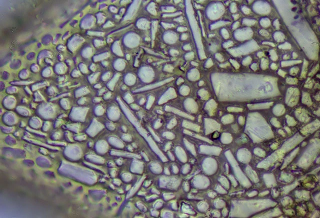 Planocarina marginata