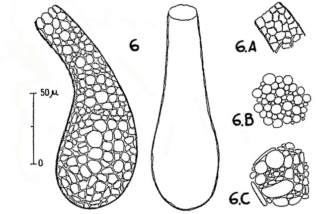 Argynnia retorta