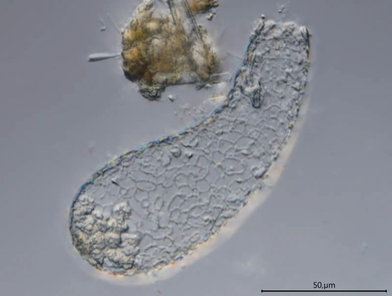 Argynnia retorta