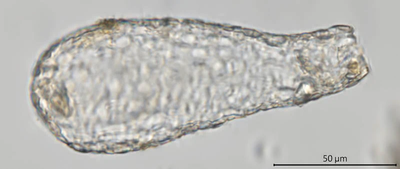 Argynnia retorta